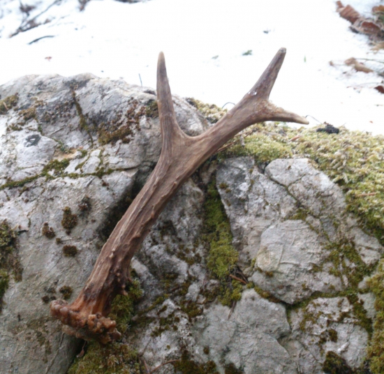 ...aj srnčí poteší...