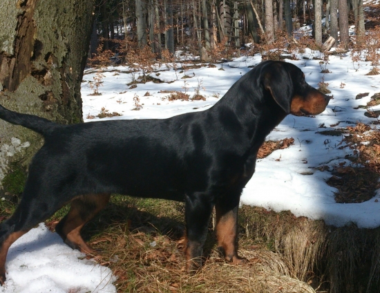 ...s mladou sučkou v lese...