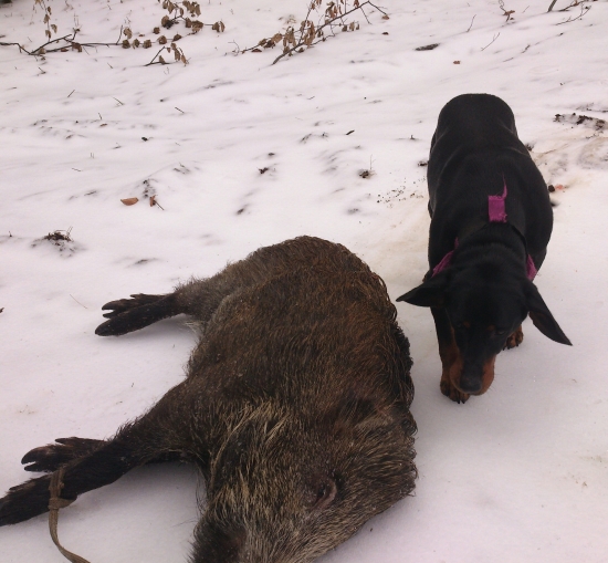 ...zas raz kopov zvíťazil...