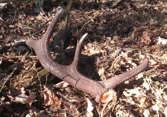 ...jelenia ozdoba...