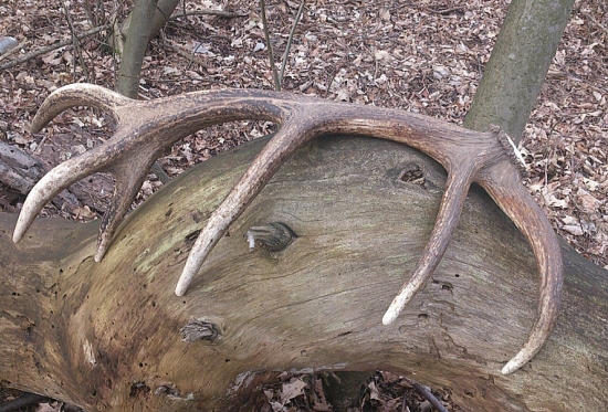 ...detail dvanástoráka o váhe 2,6 kilogramu...