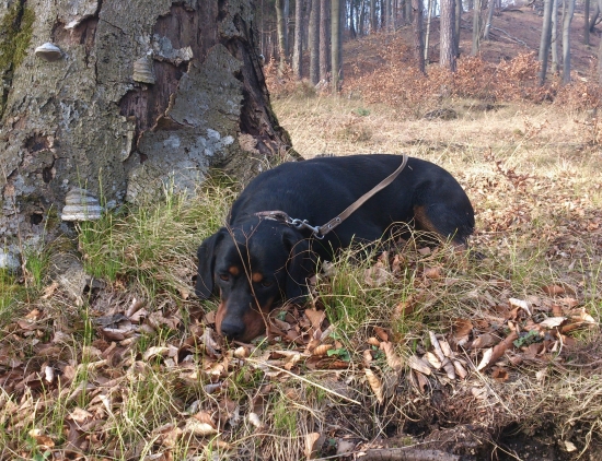 ...urazená kopovka...