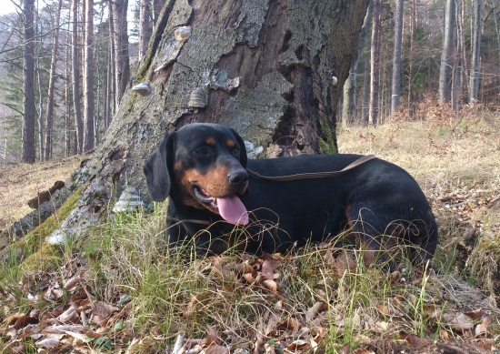 ... verný priateľ kopov...