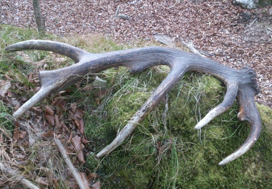 ...pán kráľ už bez parohu,váha 2,7 kg...