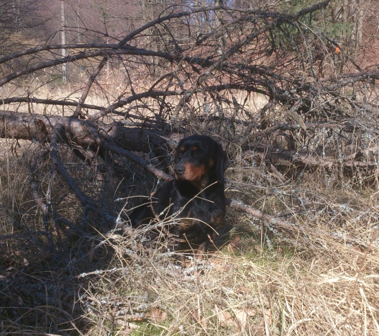 ...v tieni smrečiny...