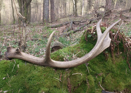 ...detai zlámaného dvanástoráka...