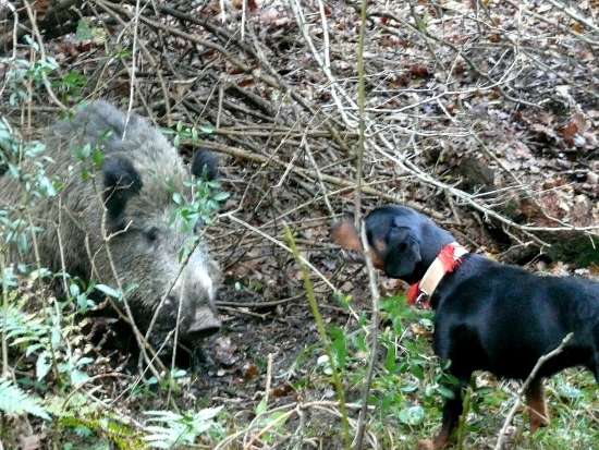 ...zadržanie postreleného diviaka...
