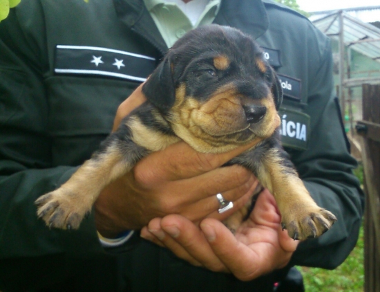 ...9 dňové šteniatko SK...