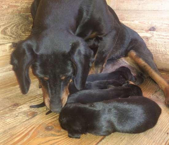 ...šteniatka s mamou...