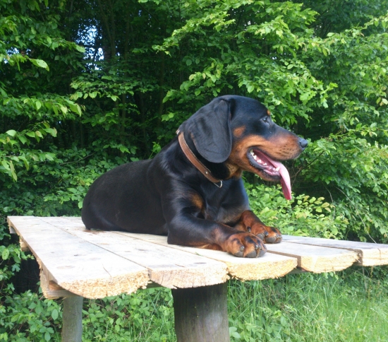 ...Cara po výcviku poslušnosti...