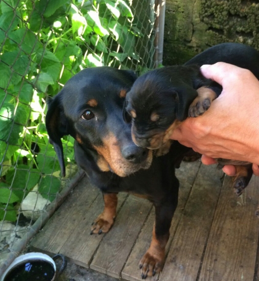 ...malý a veľký kopov...