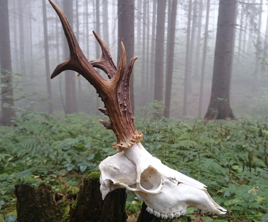 ...ešte raz sa vrátil do lesa...