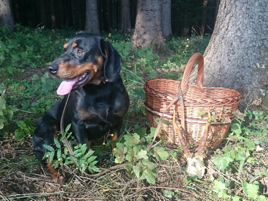 ...dobrý nos kopovky a srnec bol v  košíku...