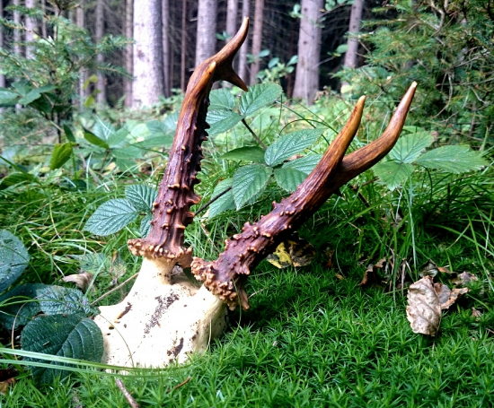 ...nájdený srnček na hubačke...