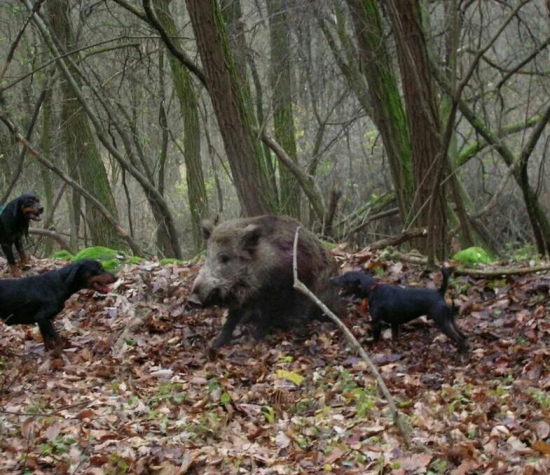 ...drámy spoločných poľovačiek...