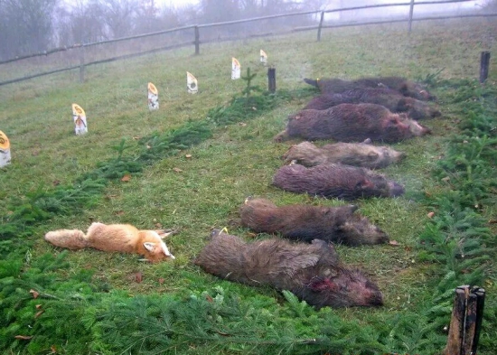 ...keď skúšky dobre dopadnú...