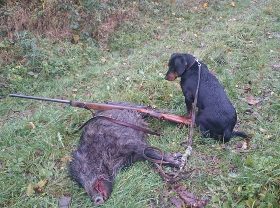 ...vyhnala diviačika, ulovil som diviačika...