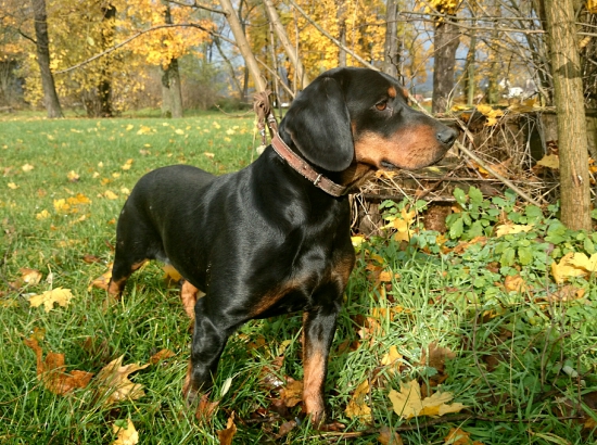 ...podmienky chovnosti splnené...