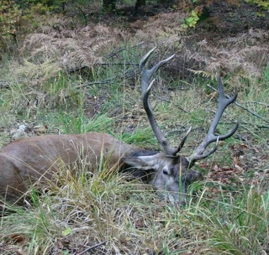 ...kamarátov októbrový jeleň, zo Strážovských hôr...