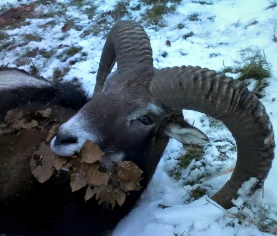 ...kamarátov muflón...