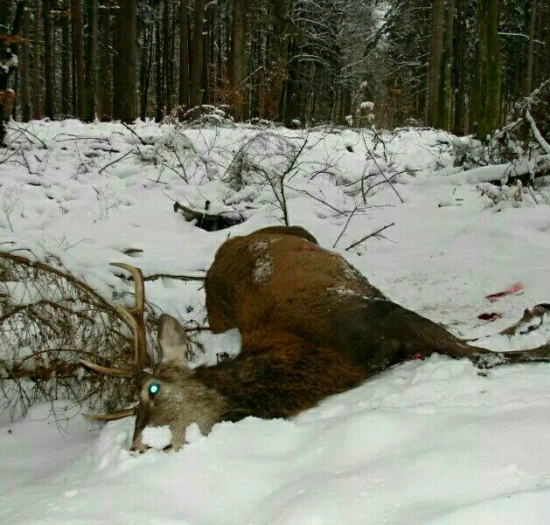 ...na zimnom pirši...