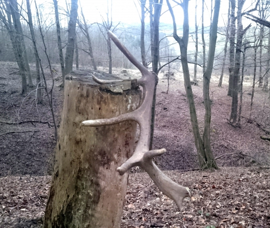 ...štrnásťtorák...