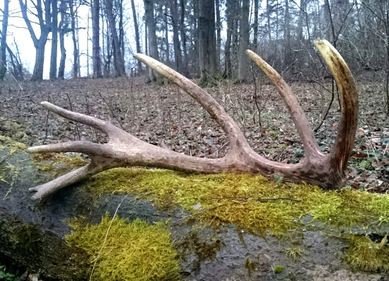 ...aj srdce sa rozbúchalo...