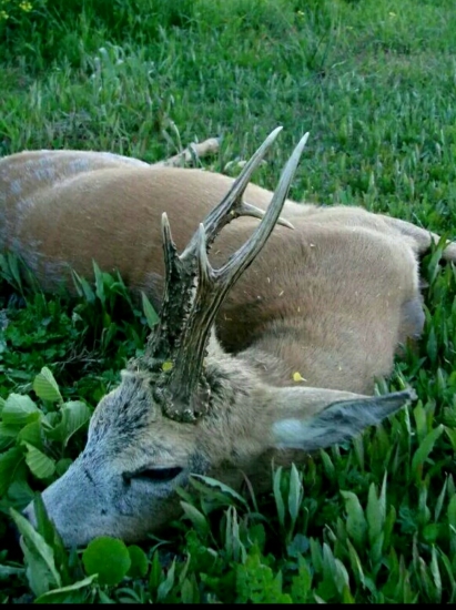 ...večer sme si povedali lovu zdar....