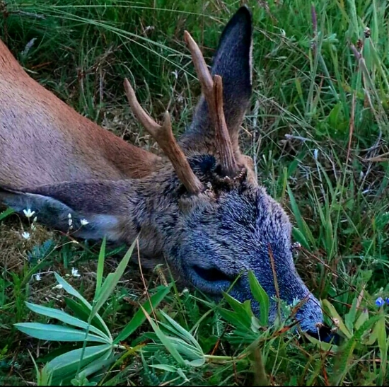 ...po zrážke s vozidlom...