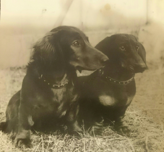 ...krátkosrstý a dlhosrstý kamarát...