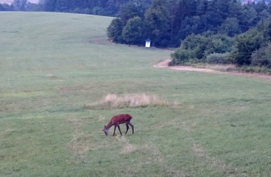 ...jelienok a kaplnka a pohoda...