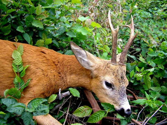 ...kamarátov úspešný lov...