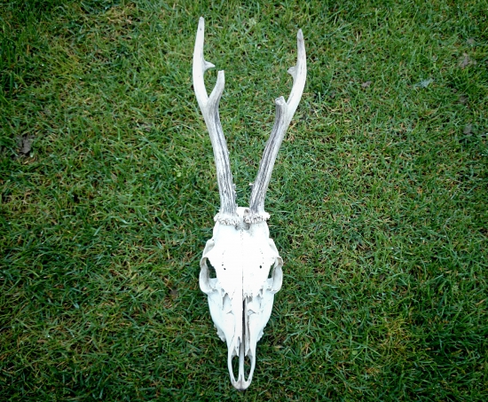 ...nájdený v rúbani...