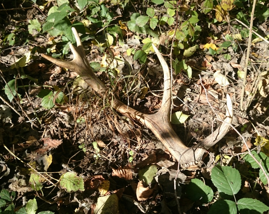 ...nájdený počas pohonu...