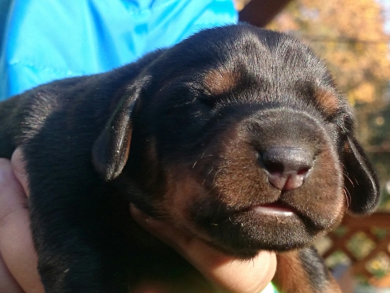 ...osem dňový kopovček...