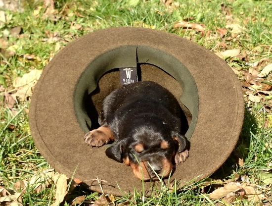...budúca FOREST z Uhlišťa...