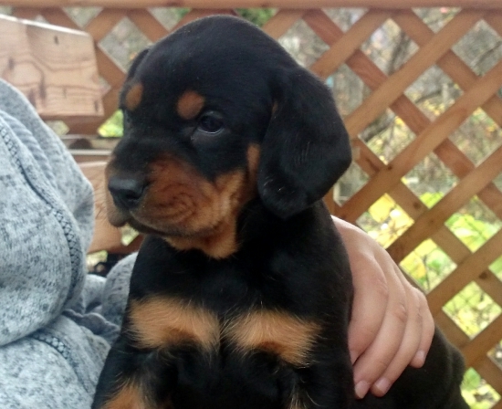 ...FOREST z Uhlišťa 4 týždne ...