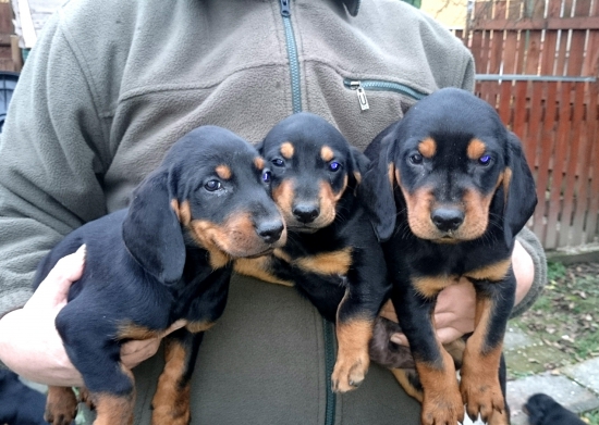 ...Forest, Fany, Falko...