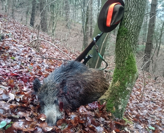 ...diviačik za dažďa...