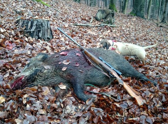 ...diviak z mladín...