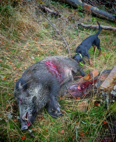 ...kopov a jeho najväčšia vášeň, kanec...