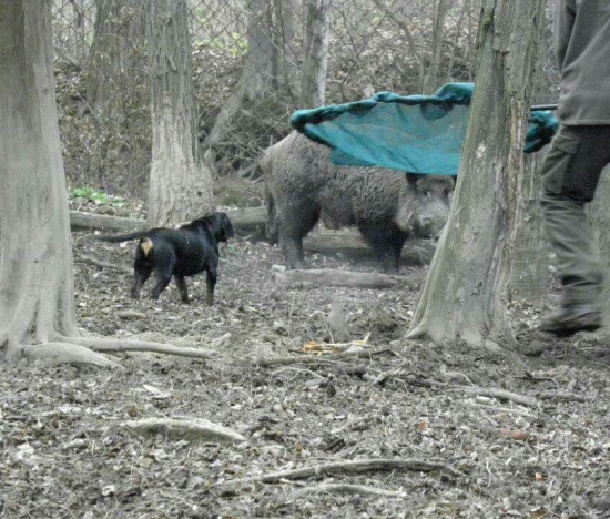 ...kanec,kopov, podberák...