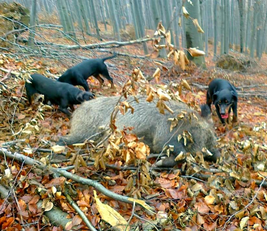 ...spoločne ho dostali pred mušku...