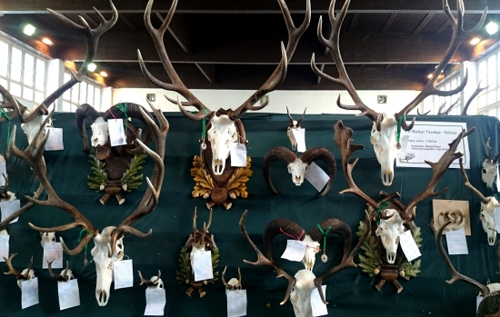 ...chovateľská prehliadka v PB...