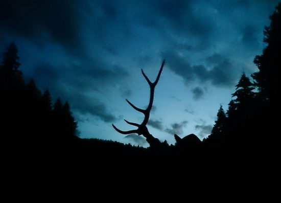 ...večerný návrat z ťahu slúk...