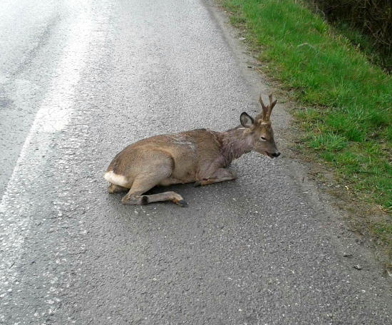 ...po zrážke s vozidlom...