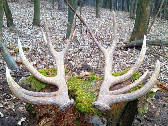 ...pára ako lusk...