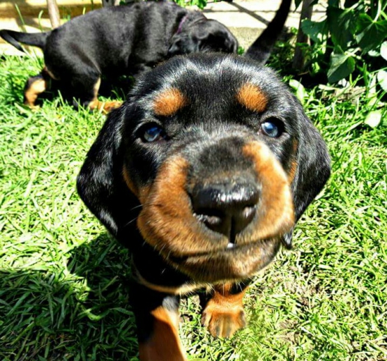 ...modrooký kopovček...