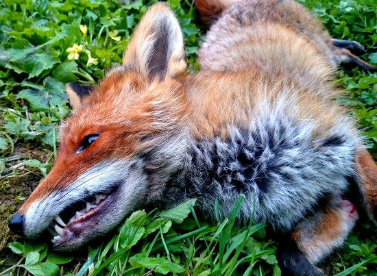 ...môj včerajší lišiak...