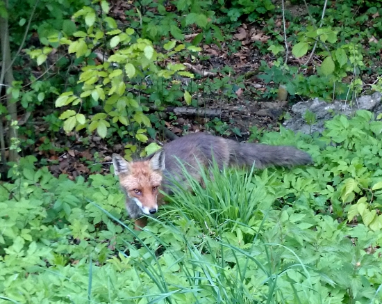 ...blízke stretnutie...